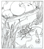A coloring page of nature in the backyard